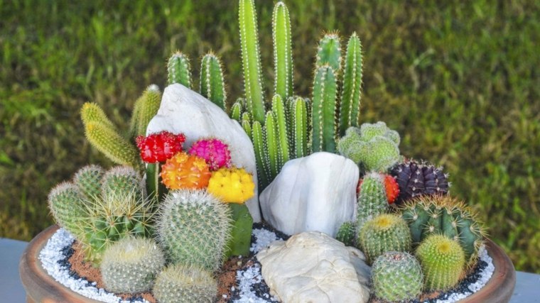 mini jardines cactus bonitos flores