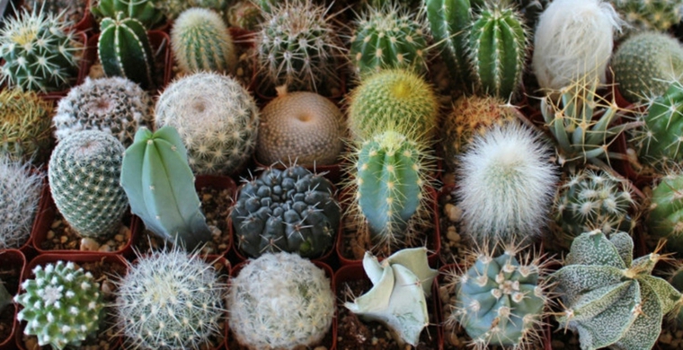 especies de cactus de bola muchos especies cactus bolas