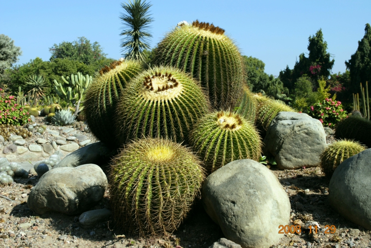 Jardin de cactus - cuarenta y nueve ideas de cómo elaborar uno