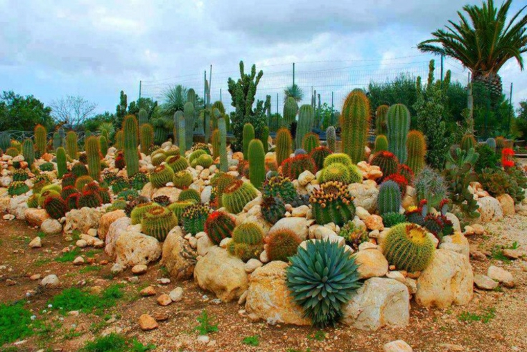 Jardin de cactus - Original JarDin Cactus Colores