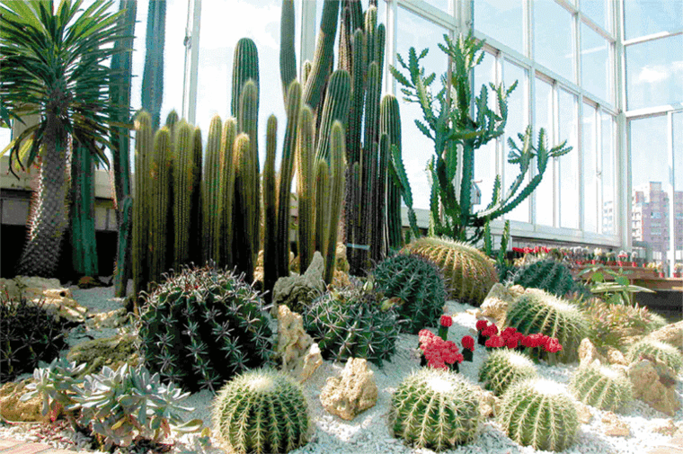 original jardin cactus interior deco