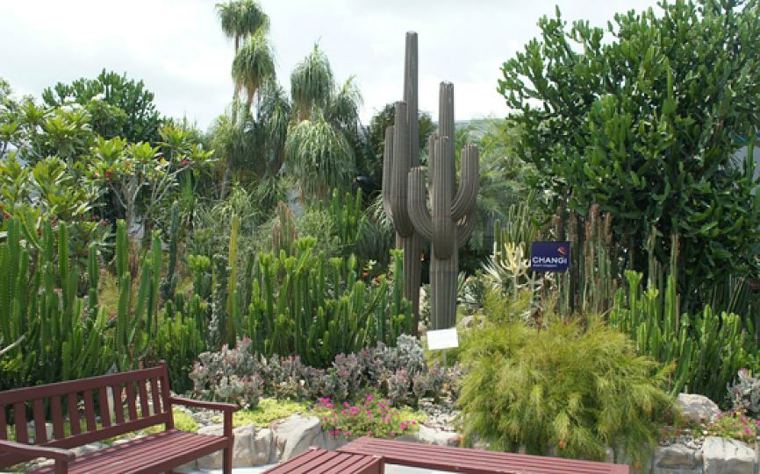 original jardin cactus altos