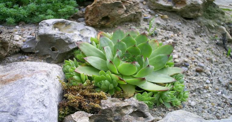planta suculenta decoración roca