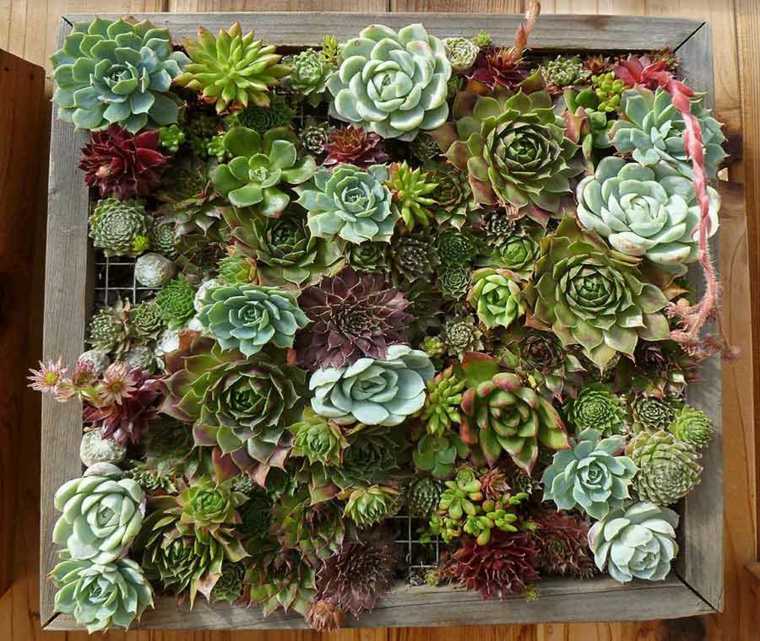 panel decorado plantas suculentas