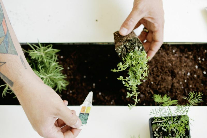 plantacion de hierbas pequeñas esplendidas variantes silencios conceptos