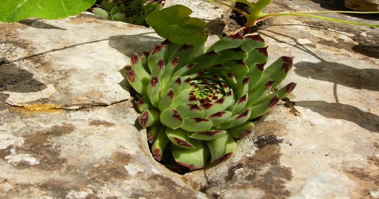 Rocalla en el jardín - cincuenta ideas decorativas geniales
