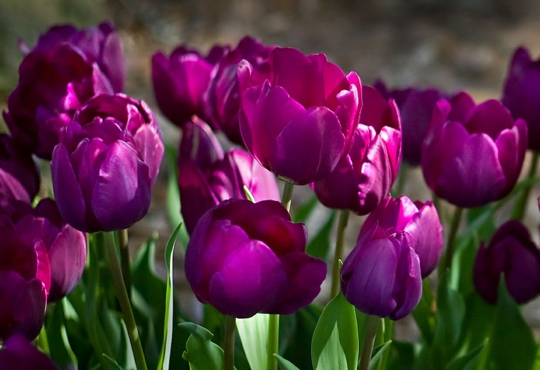 bonitos tulipanes bonito color violeta