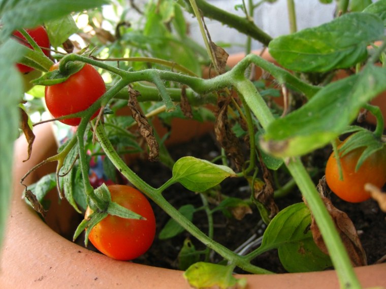 huerto casero tomates pequeños