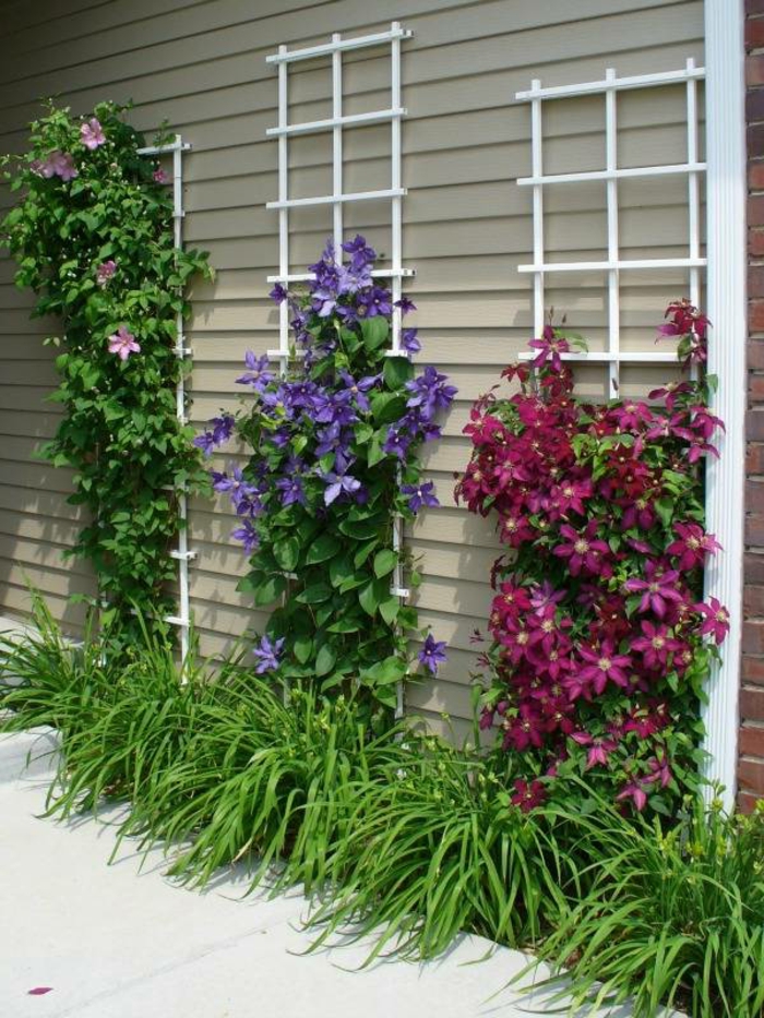 plantas trepadoras y hierba en el jardín imagenes paisaje jardin flores trepadoras ideas