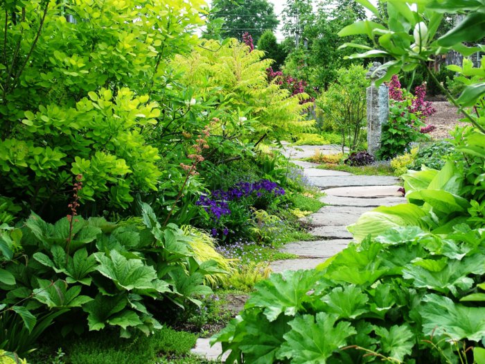 muchas plantas verdes en el jardín imagenes paisaje jardin piedras grandes ideas
