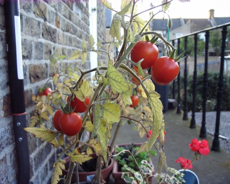 mini tomates cherry balcon terraza