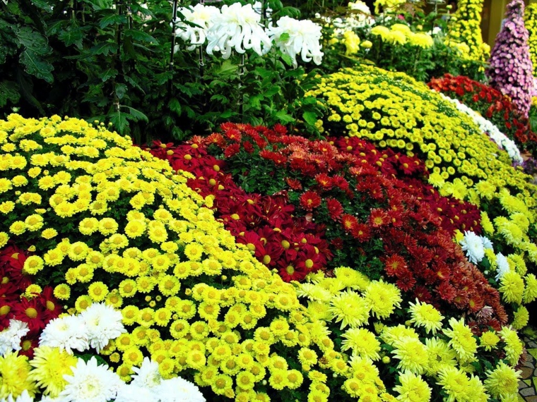 plantas de jardin crisantemos distintos colores ideas