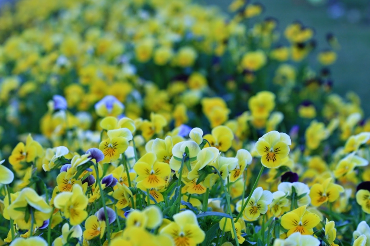 plantas de jardin violetas amarillas ideas