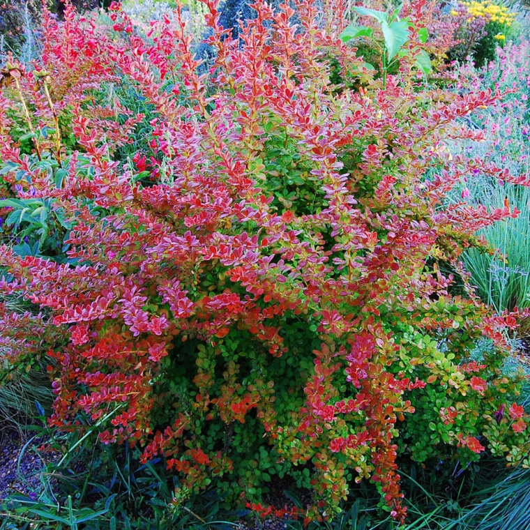plantas jardin berberis dos colores ideas