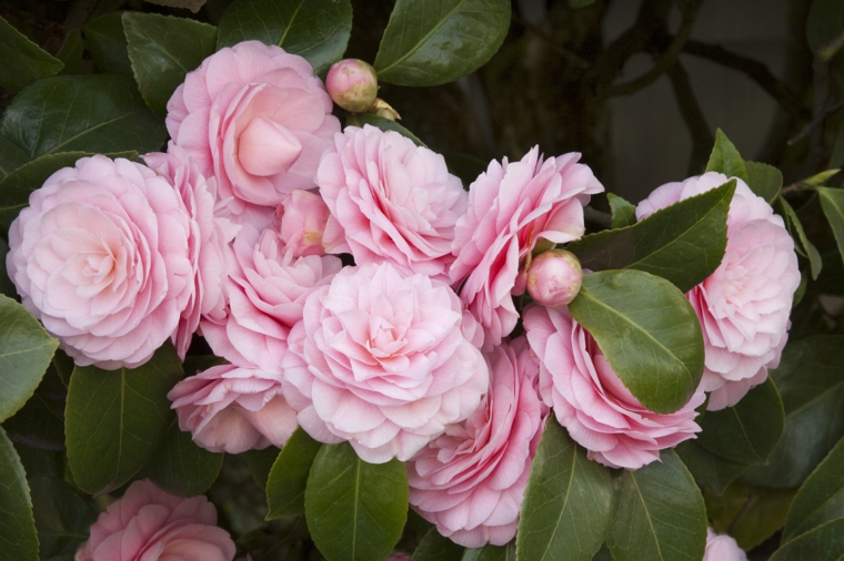 plantas jardin camelias rosa decorar ideas