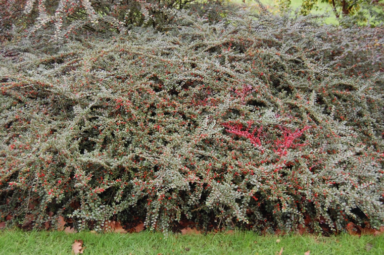 plantas jardin cotoneaster grande precioso ideas