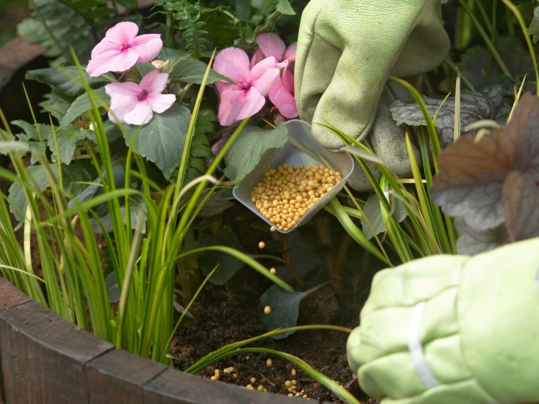 abono bolitas flores plantas deco