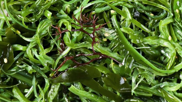 algas hacer abonos organicos verdes