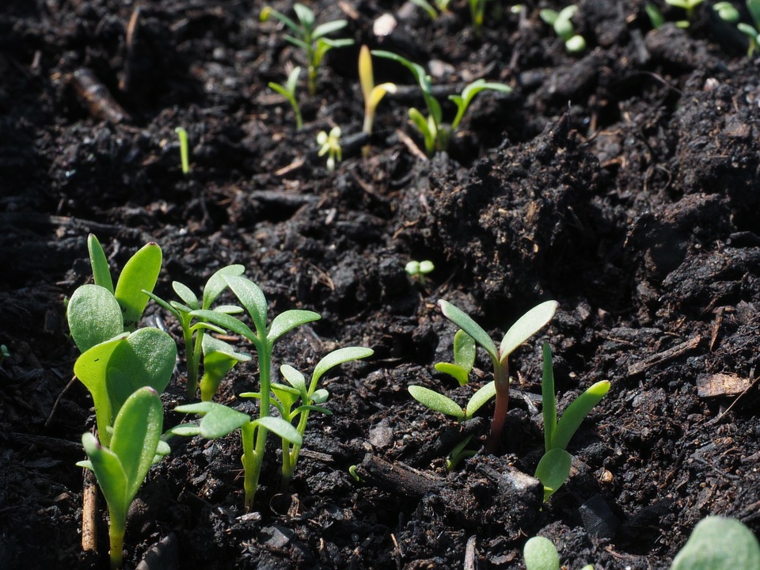 cuidados plantas cultivo jardin