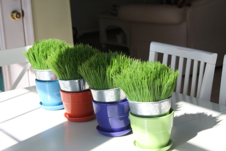 Flores de primavera fotos y consejos