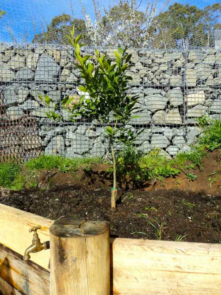 muros de jardín de estilo moderno gaviones diseno moderno jardines vallas