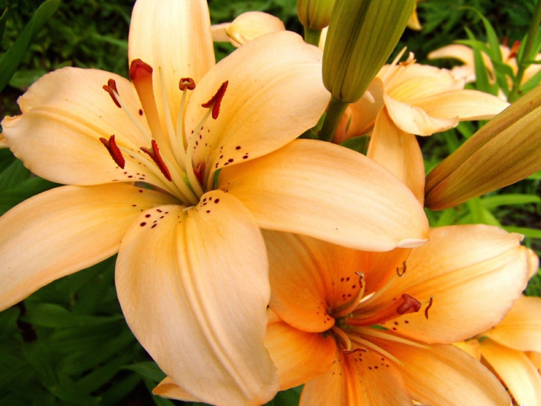 lirios amarillo flores sombra jardin moderno ideas