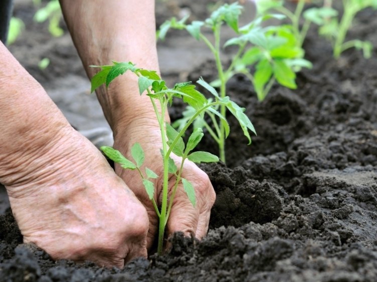 sembrar plantas terreno preparado abonado
