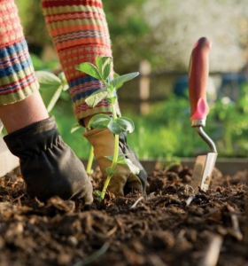 Tierra para cultivar - consejos útiles para preparar el suelo
