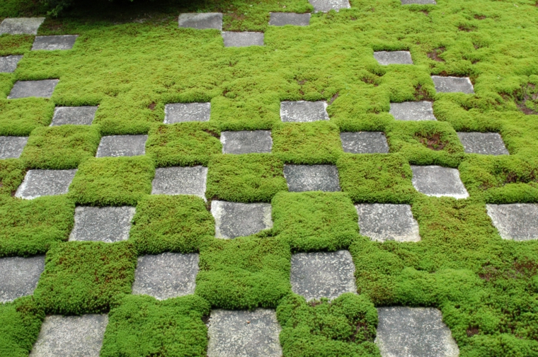 cesped musgo suelo jardin