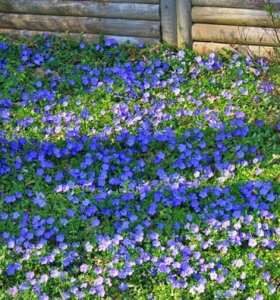 Plantas y flores perfectas para cubrir el suelo de tu jardín
