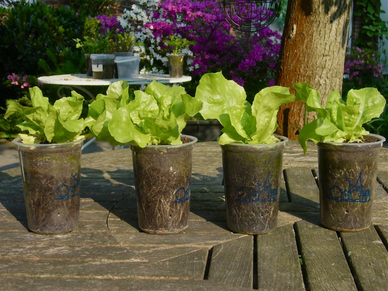 frutas verduras cultivar macetas lechuga ensalada ideas