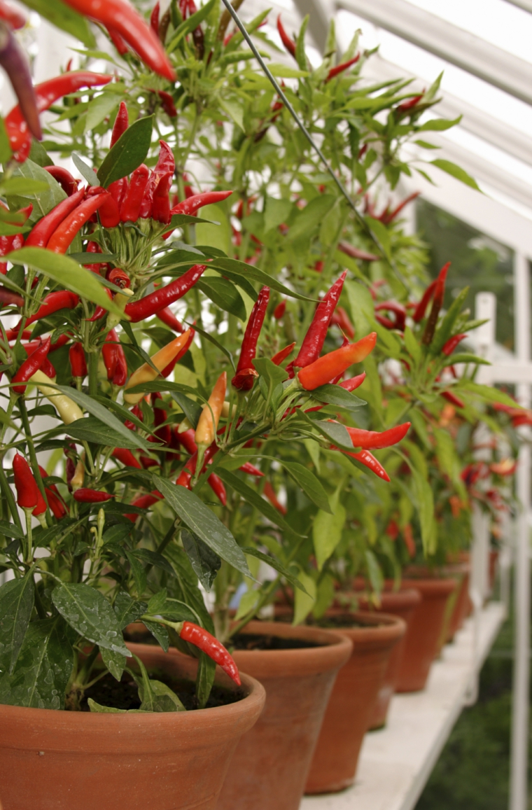 frutas y verduras cultivar macetas pimientos rojos ideas