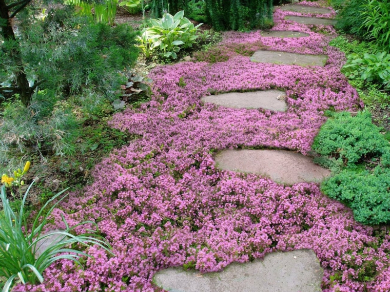 suelo jardin repleto florecillas rosas