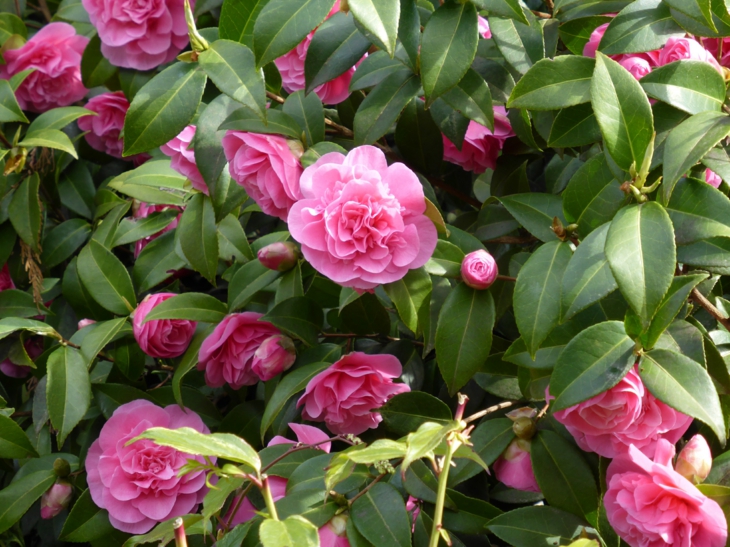 camelias floracion periodos muestras rosa