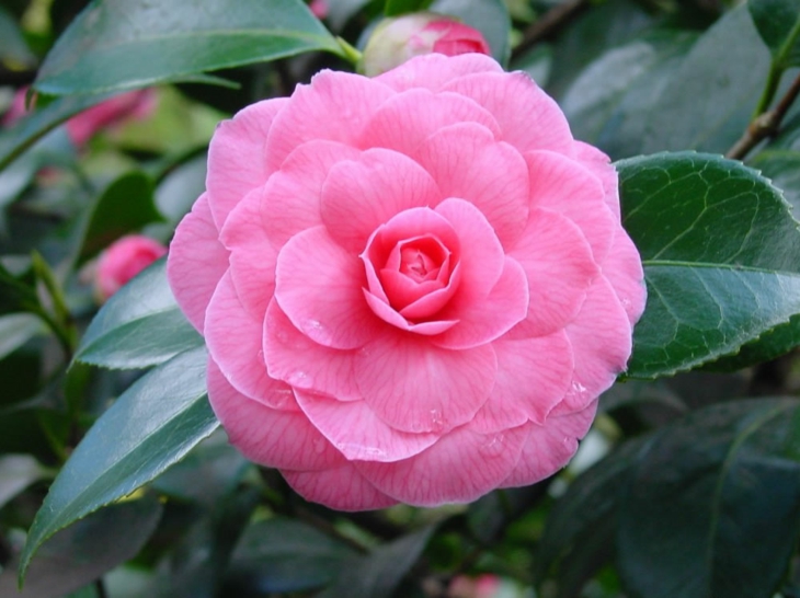 camelias japonica rosada verde soluciones