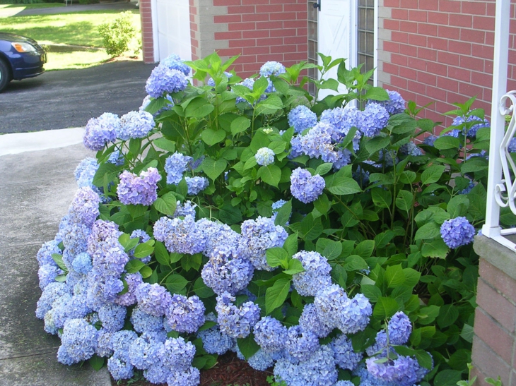 Hortensias ideas para su cuidado y proyectos de diseño