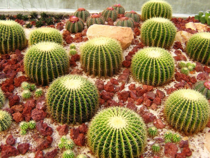 jardin de cactus elegantes lineas formas