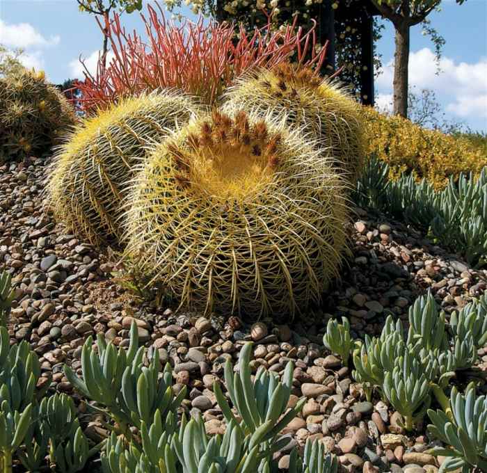 jardin de cactus fuentes paredes suelos
