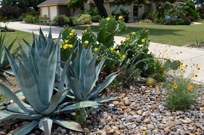 jardin de cactus grava combinados amarillo