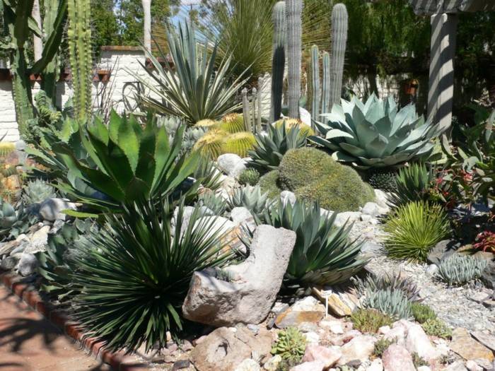 jardin de cactus verdes maneras suculentas