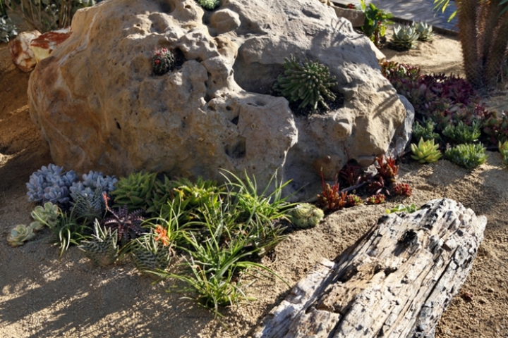 Suculentas ideas para decorar el jardín