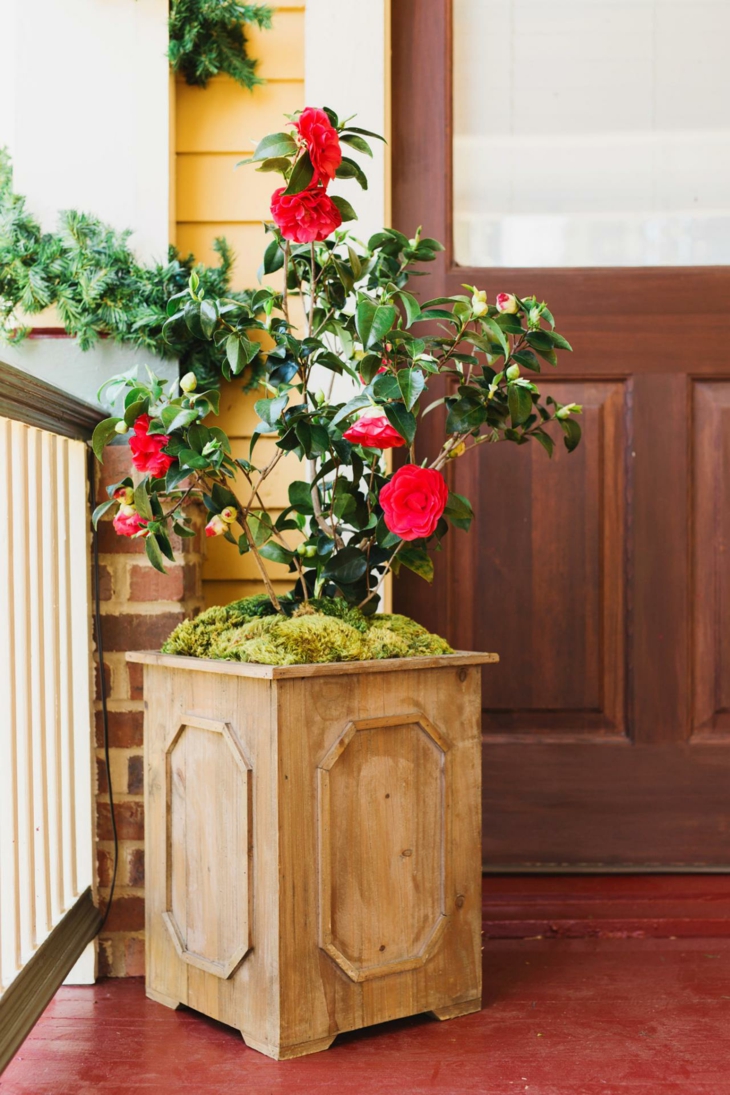 madera plantaciones especies muestras muebles