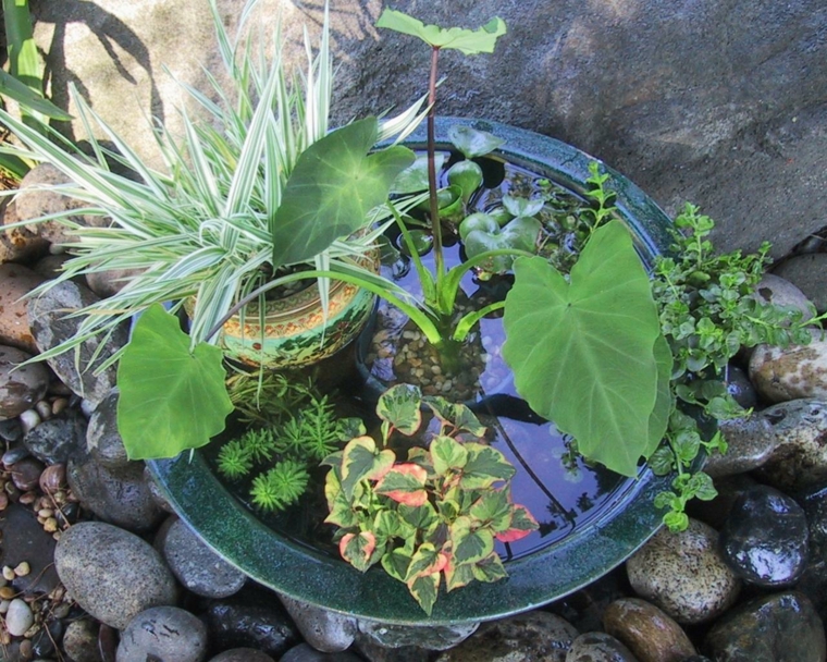 mini estanque con plantas acuáticas mini estanque plantas acuaticas