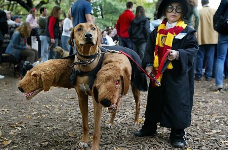 ideas para disfrazar a nuestra mascota nino disfrazado perro cabezas harry
