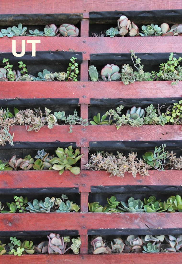 palet rojo plantas suculentas