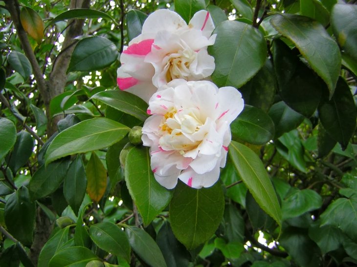 rosa blanco elementos sitios detalles
