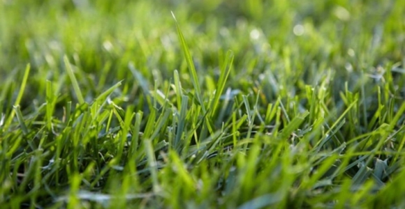 Riego de césped - consejos y trucos para tener un césped sano