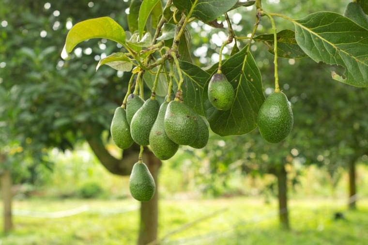 Aguacate - consejos para cultivarlo en tu propio hogar