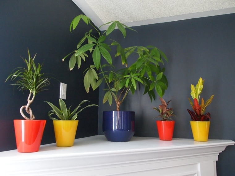 plantas de interior decoración