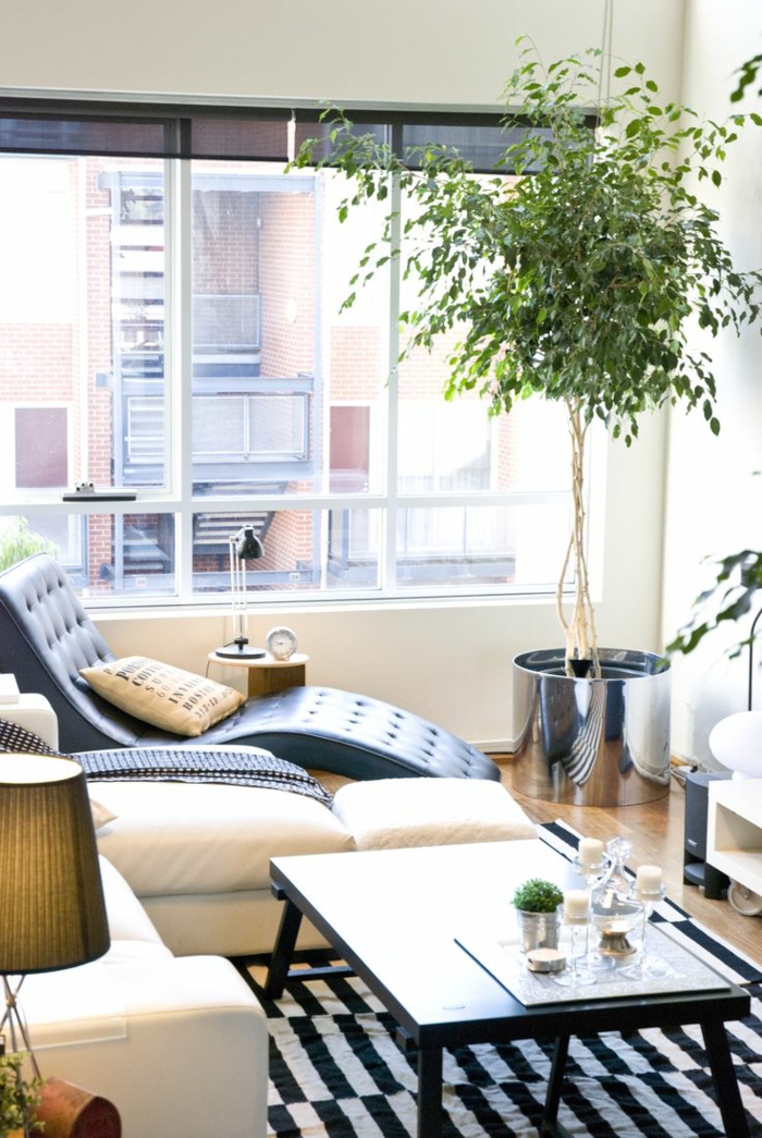 plantas de interior resistentes arbol benjamin moderno salon ideas